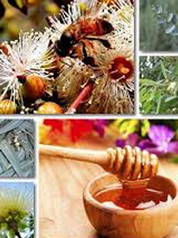 tulsi ajwain honey wholesale suppliers India,tulsi honey dealers Delhi,ajwain honey distributors Dubai,ajwain natural honey manufacturers & suppliers India